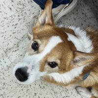 Winterville Animal Clinic ico