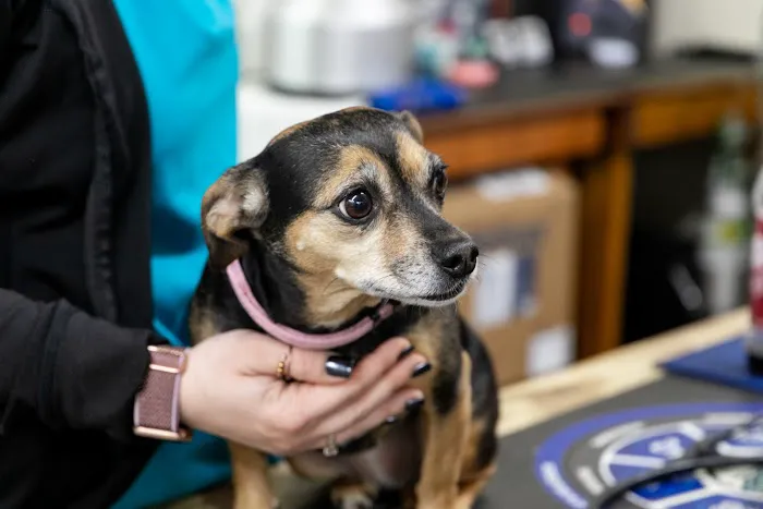 Winterville Animal Clinic Picture 5