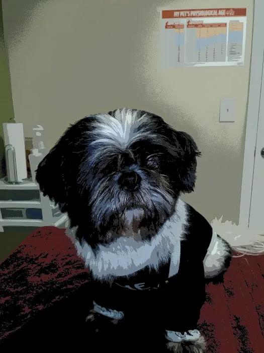 Sycamore Veterinary Services Picture 2