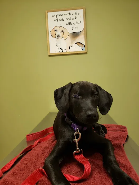 Sycamore Veterinary Services Picture 1