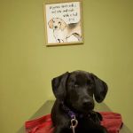 Sycamore Veterinary Services
