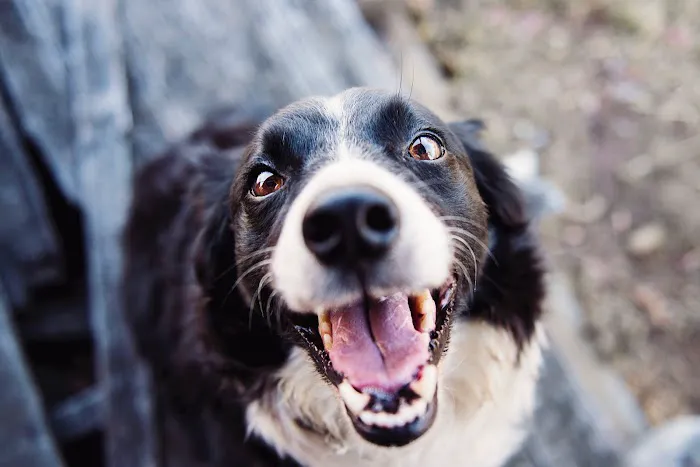 Sycamore Veterinary Services Picture 3