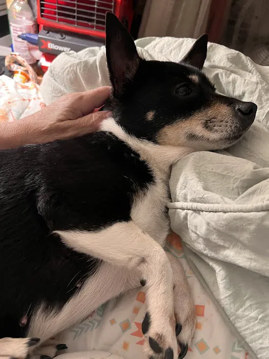 Sycamore Veterinary Services Picture 10