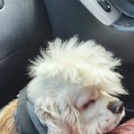 Oglethorpe Animal Clinic