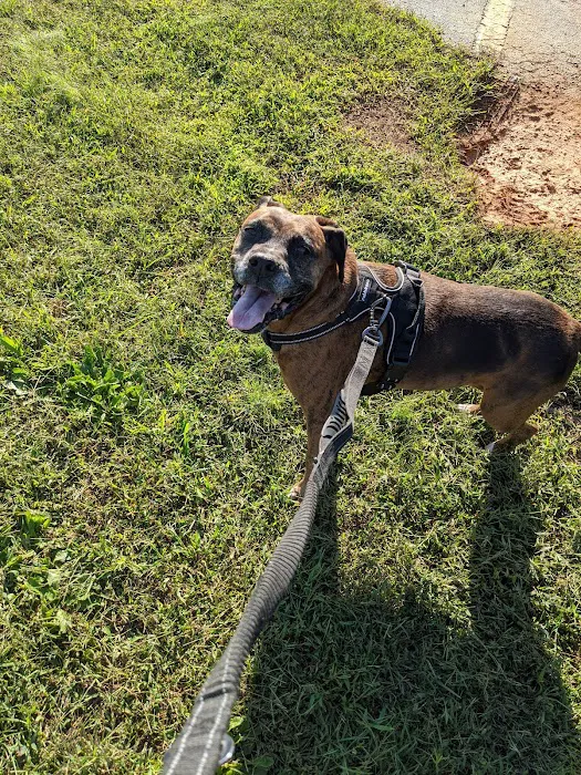 Oglethorpe Animal Clinic Picture 6