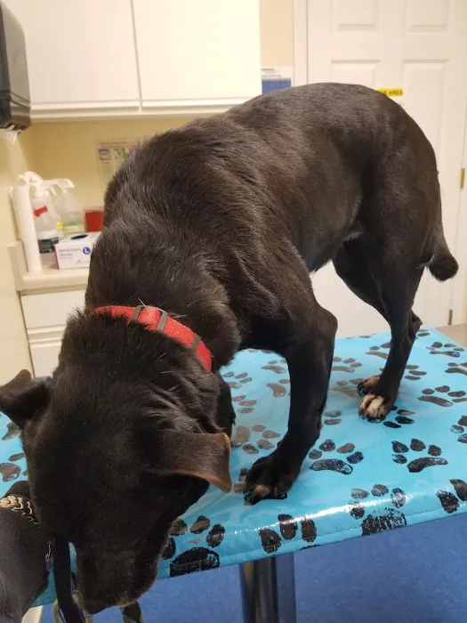 Oglethorpe Animal Clinic Picture 10