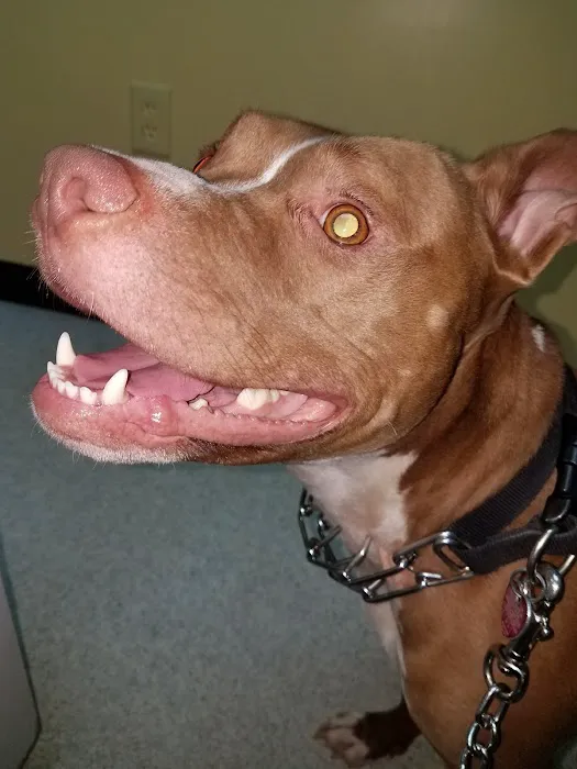 Companion Animal Hospital Picture 4