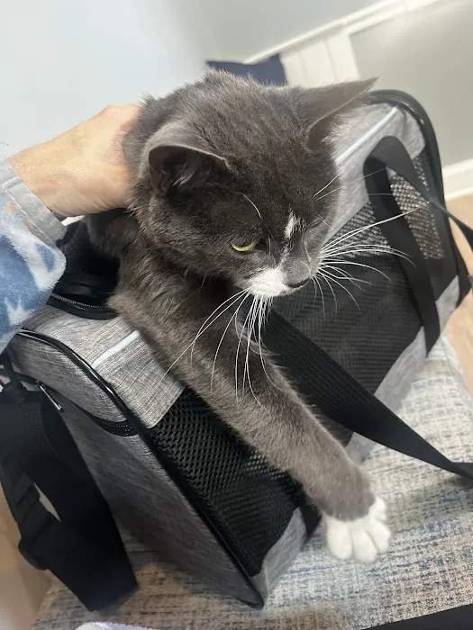 Companion Animal Hospital Picture 5