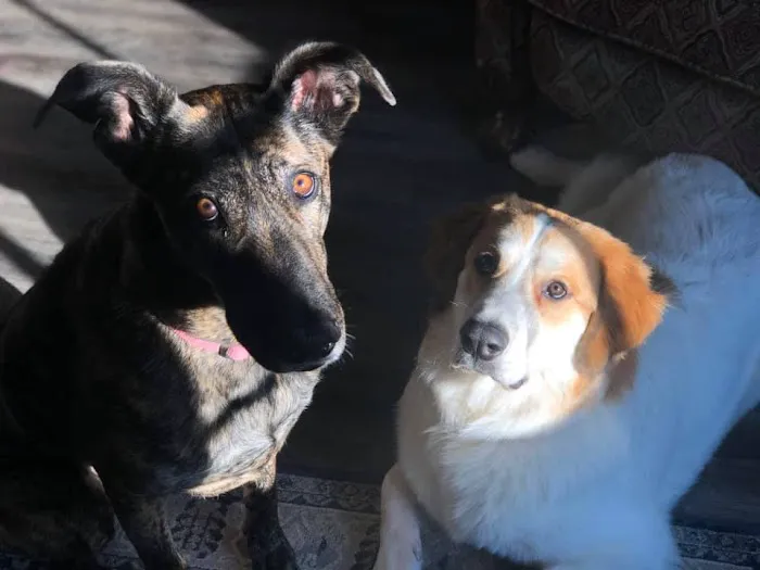 Companion Animal Hospital Picture 1