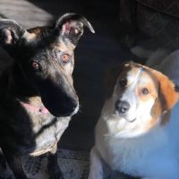 Companion Animal Hospital ico
