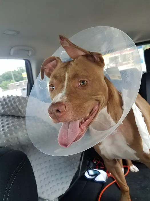 Companion Animal Hospital Picture 3