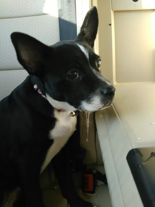 Companion Animal Hospital Picture 10