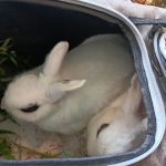 Athens Regional Veterinary Services
