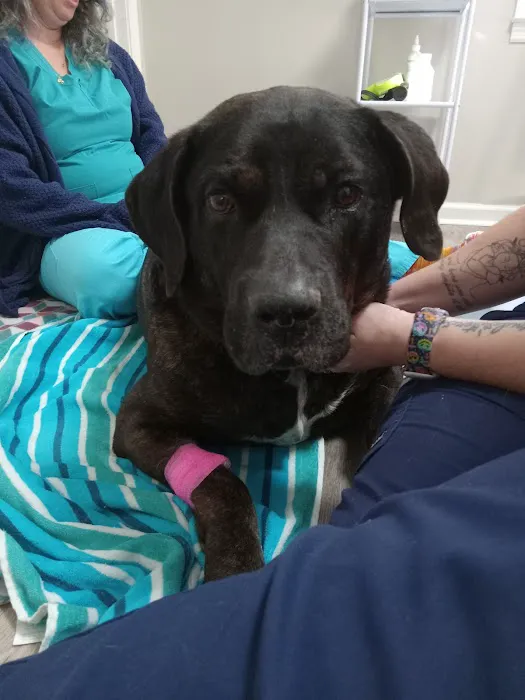East Jackson Animal Hospital Picture 2