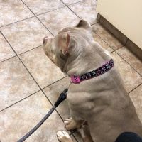 Commerce Veterinary Hospital ico