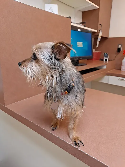 Commerce Veterinary Hospital Picture 6