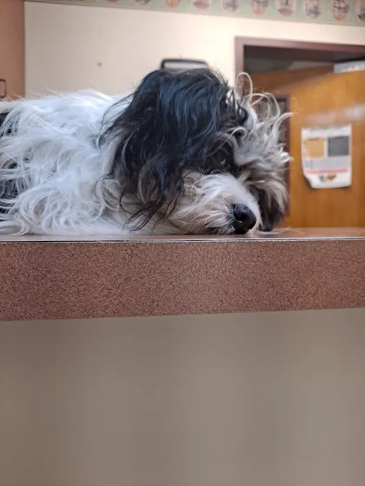 Commerce Veterinary Hospital Picture 2