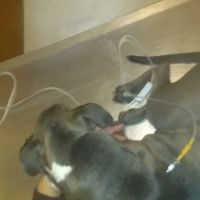 Bowen Animal Hospital ico