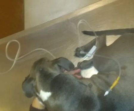 Bowen Animal Hospital