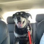 Faithful Hearts Mobile Veterinary Services - End-Of-Life Care