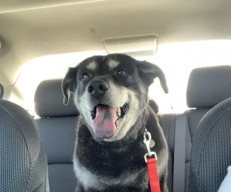 Faithful Hearts Mobile Veterinary Services - End-Of-Life Care