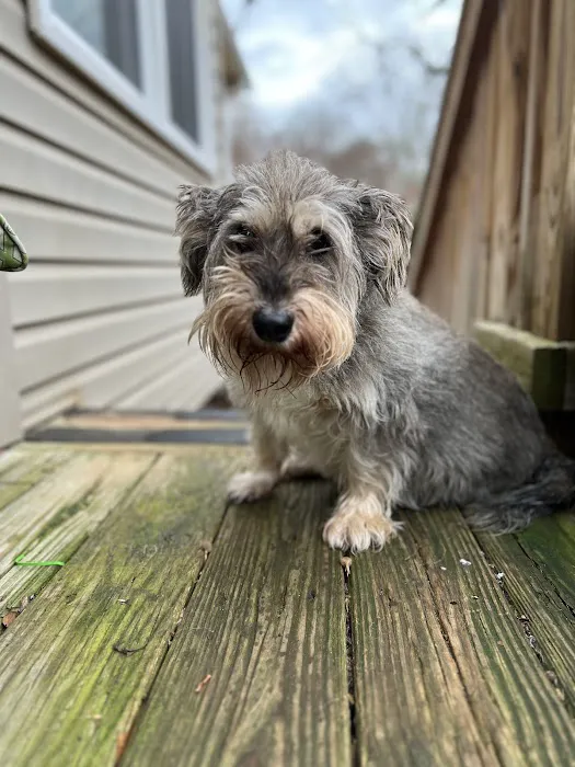 Faithful Hearts Mobile Veterinary Services - End-Of-Life Care Picture 4