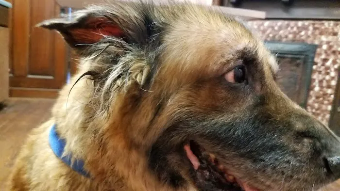 Honea Path Animal Hospital Picture 2