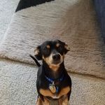 Honea Path Animal Hospital