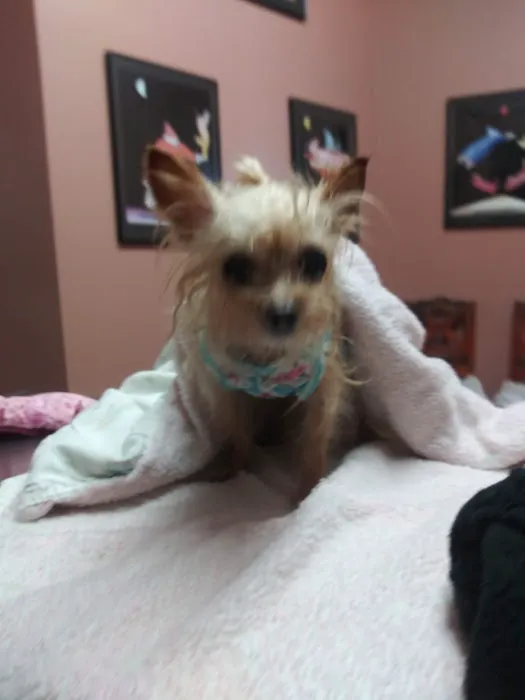 Honea Path Animal Hospital Picture 9
