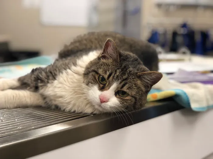 Emerald City Animal Hospital Picture 3