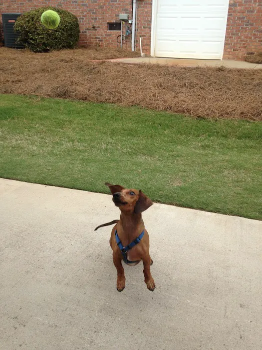 Chinquapin Animal Hospital Picture 6