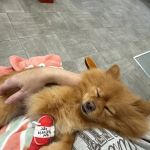 Kinard Animal Hospital