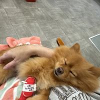 Kinard Animal Hospital ico