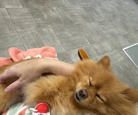 Kinard Animal Hospital