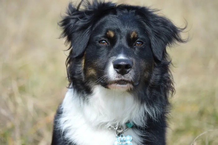 Shannon Veterinary Services Picture 9