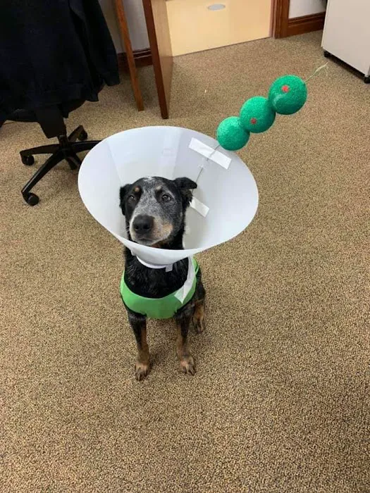 Shannon Veterinary Services Picture 10