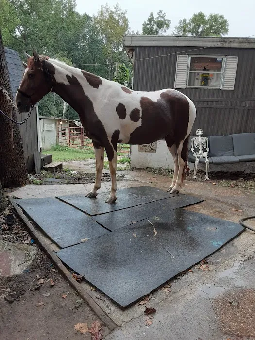 Allatoona Animal Hospital Picture 1