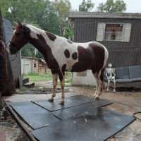 Allatoona Animal Hospital ico