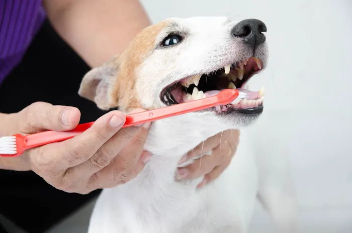 Animal Hospital of West Woodstock Picture 2
