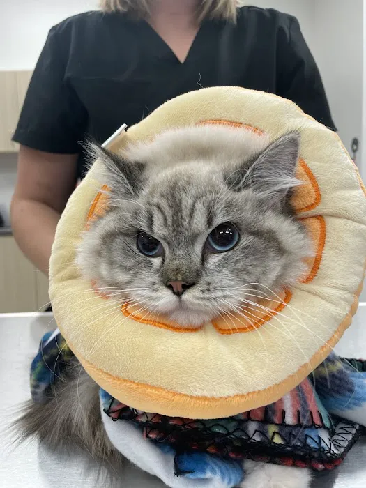 CityVet | Woodstock Veterinary Clinic Picture 1