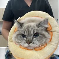 CityVet | Woodstock Veterinary Clinic ico