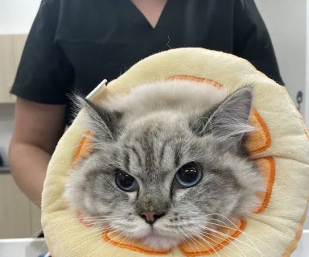 CityVet | Woodstock Veterinary Clinic