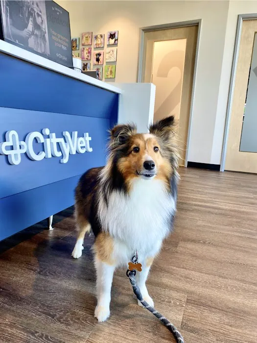 CityVet | Woodstock Veterinary Clinic Picture 4