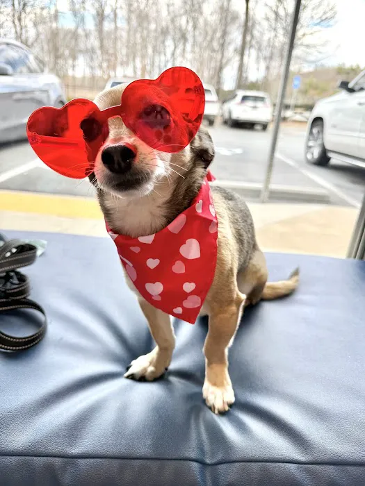 CityVet | Woodstock Veterinary Clinic Picture 7