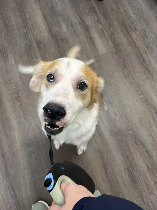 CityVet | Woodstock Veterinary Clinic Picture 6