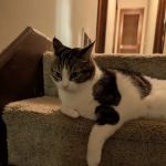 Cat Clinic of Woodstock