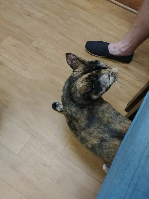Cat Clinic of Woodstock Picture 5