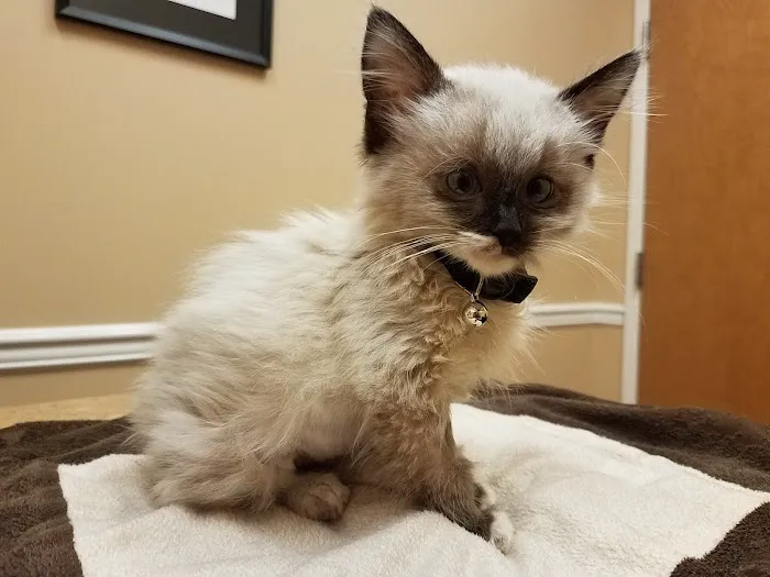 Cat Clinic of Woodstock Picture 6