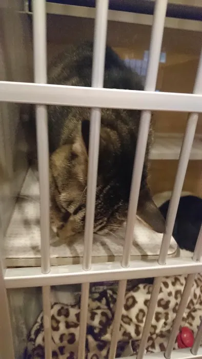 Cat Clinic of Woodstock Picture 4