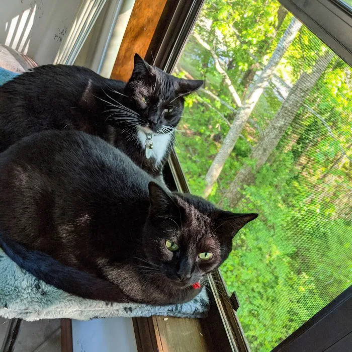 Cat Clinic of Woodstock Picture 10